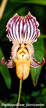 orchid conservation