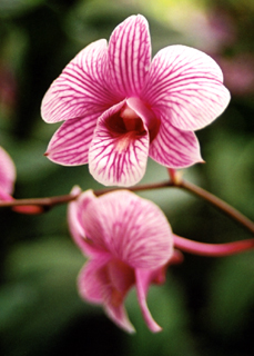 orchid_floral_greeting_card