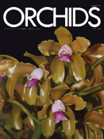 Orchid Review